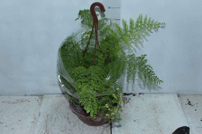<h4>ASPLENIUM BULBIFERUM C21</h4>