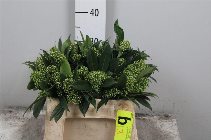 <h4>Skim C Kew Green Bs</h4>