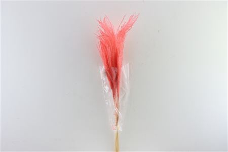 Dried Stipha Feather Cerice Large Bunch