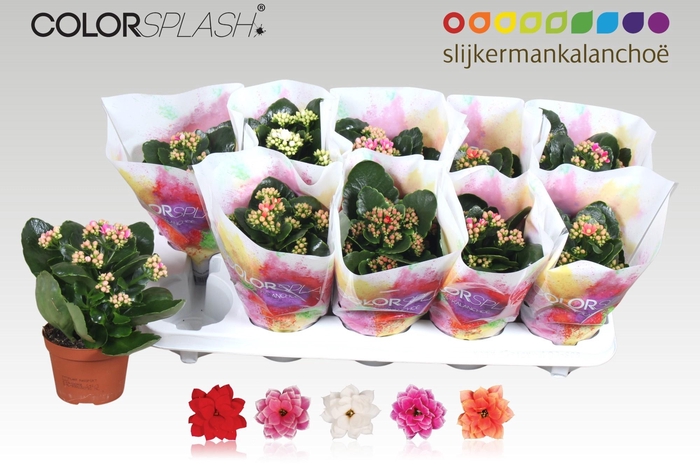 <h4>KAL GE GEM 5 KL</h4>