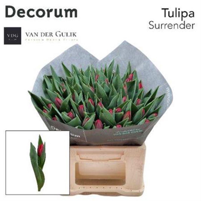 <h4>Tu En Surrender</h4>