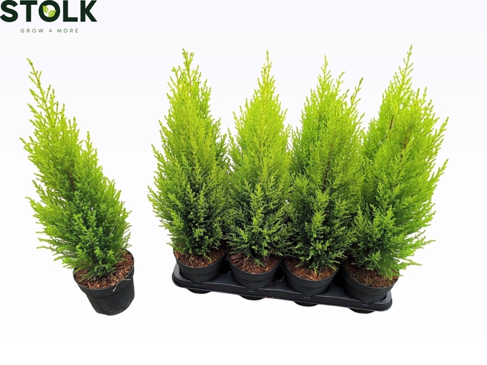 <h4>CUPR MA GOLDC WILMA</h4>