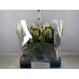 Phalaenopsis   ...white