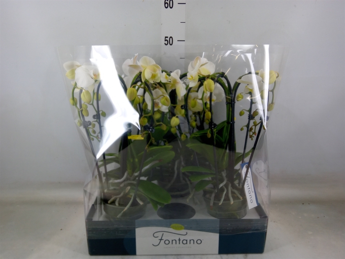 <h4>Phalaenopsis   ...white</h4>