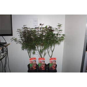 Acer Palmatum