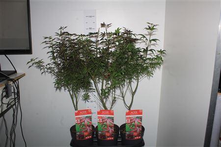 <h4>Acer Palmatum</h4>