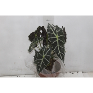 ALOCASIA POLLY P17