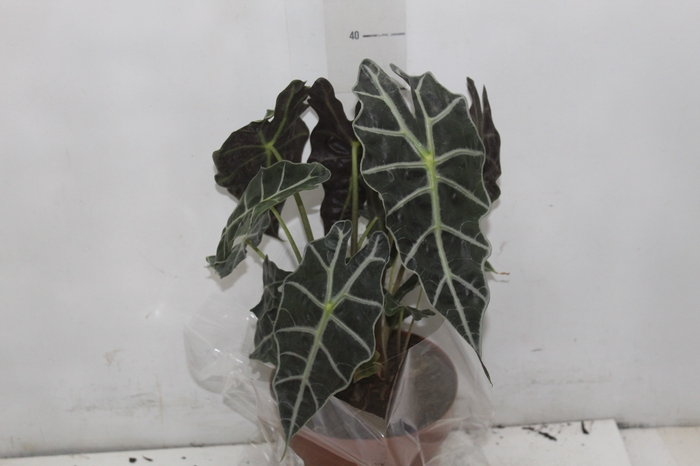 <h4>ALOCASIA POLLY P17</h4>
