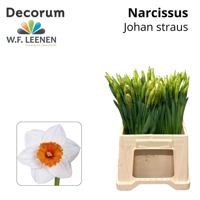 <h4>NARC G JOHAN STRAUSS</h4>