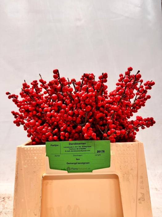 <h4>ILEX VE RODE BES</h4>