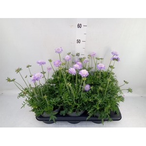 Scabiosa columb. 'Butterfly Blue'
