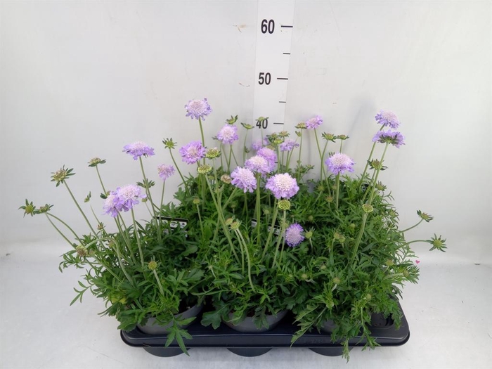 <h4>Scabiosa columb. 'Butterfly Blue'</h4>
