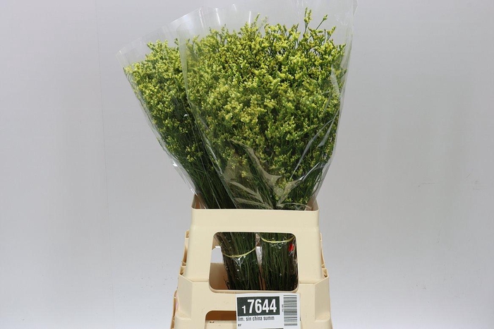 <h4>Lim. Sin China Summer</h4>