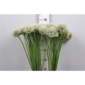Allium White Giant