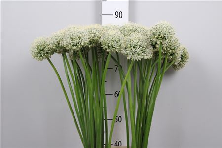 Allium White Giant