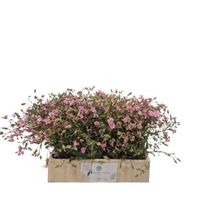 SAPONARIA OV