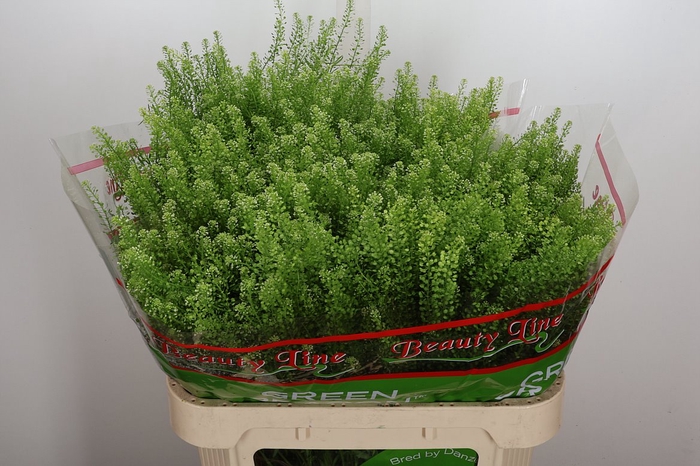 <h4>Lep Vi Green Dragon</h4>