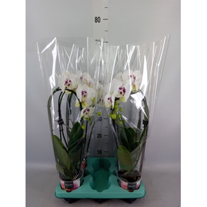 Phalaenopsis   ...