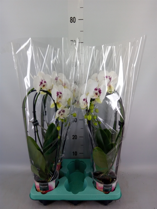 <h4>Phalaenopsis   ...</h4>