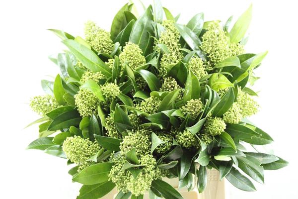 <h4>Skimmia Kew Green Pbs L 40 !!!</h4>