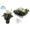 Helleborus niger Christmas Carol