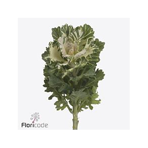 Brassica empire faina