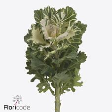 <h4>Brassica empire faina</h4>