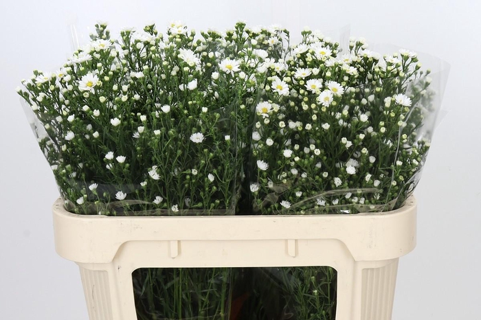 <h4>Aster Paquita</h4>