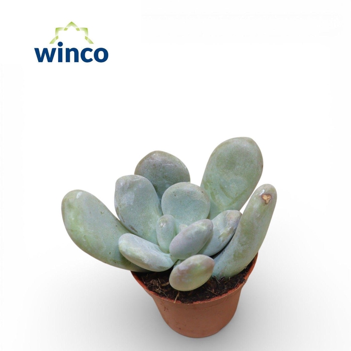 <h4>Pachyphytum Oviferum</h4>