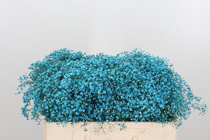 <h4>Gyps Painted Blue</h4>