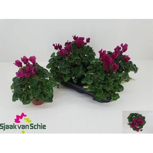 !! PROMO !! CYCL MIDI PURPLE P12