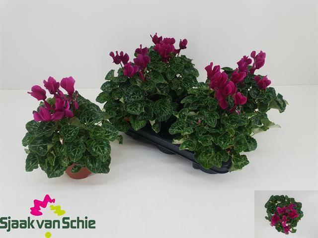 <h4>!! PROMO !! CYCL MIDI PURPLE P12</h4>