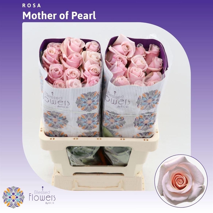 <h4>Rosa gr Mother Of Pearl</h4>