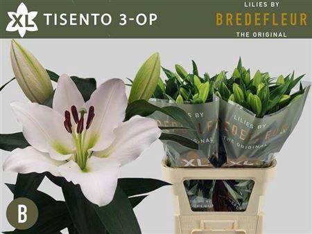 <h4>Li Ot Tisento</h4>