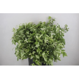 Pittosp Nevato Wit 150gr P Bunch