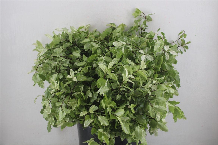 <h4>Pittosp Nevato Wit 150gr P Bunch</h4>