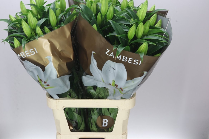 <h4>Lil Or Zambesi Ex</h4>