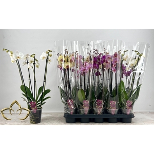 PHAL GEM