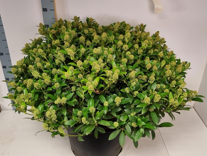 <h4>SKIM J WHITE DWARF</h4>