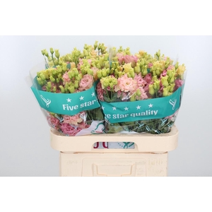 Eus G Alissa Champag