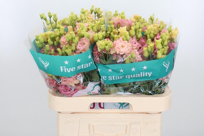 <h4>Eus G Alissa Champag</h4>