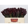 Leucadendron Saf Sunset Dark R.