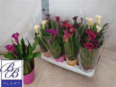 <h4>Zant Gem 4-5</h4>