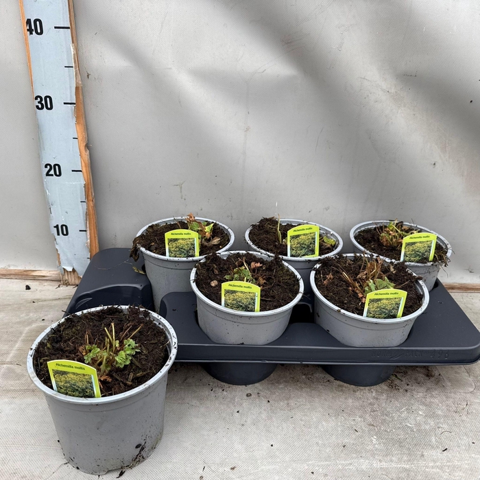 <h4>Alchemilla mollis</h4>