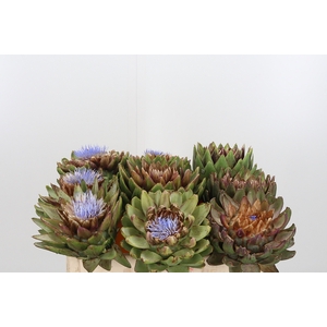Cynara Sc Green Glob