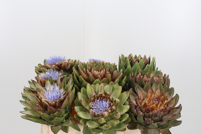 <h4>Cynara Sc Green Glob</h4>