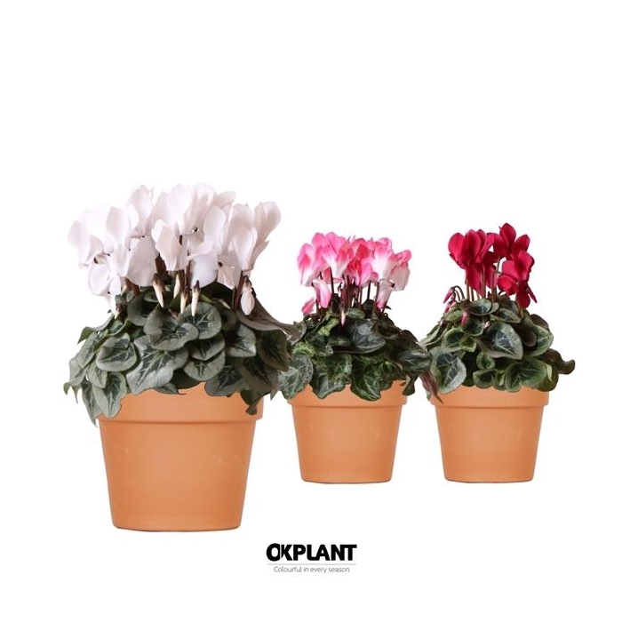 <h4>Cyclamen mix in Terracotta pot</h4>