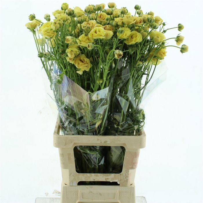 <h4>Ran N Moderna Miele</h4>