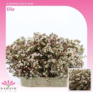 Chamelaucium Ella