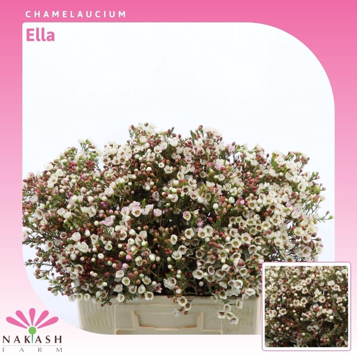 Chamelaucium Ella